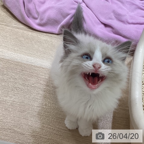 ラグドールの写真