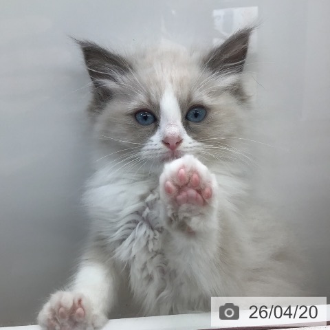 ラグドールの写真