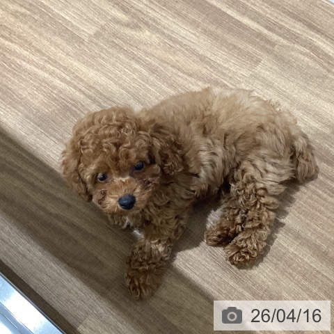 トイ・プードルの写真