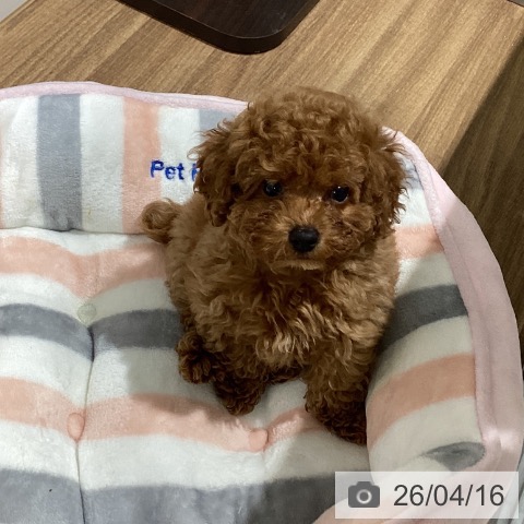 トイ・プードルの写真