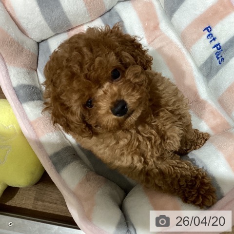 鳥取県のトイプードル(トイ) (ペッツワン 日吉津店/2026年2月10日生まれ/男の子/レッド)の子犬の4枚目の画像