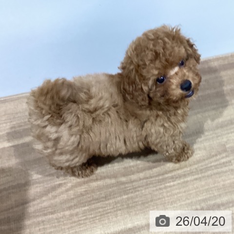 鳥取県のトイプードル(トイ) (ペッツワン 日吉津店/2026年2月10日生まれ/男の子/レッド)の子犬の3枚目の画像