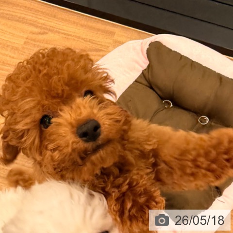 岡山県のトイプードル(トイ) (ペッツワン 岡山南店/2026年2月10日生まれ/男の子/レッド)の子犬の3枚目の画像
