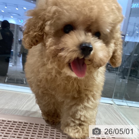 徳島県のトイプードル(トイ) (ペットプラス 徳島店/2026年2月10日生まれ/男の子/アプリコット)の子犬の4枚目の画像