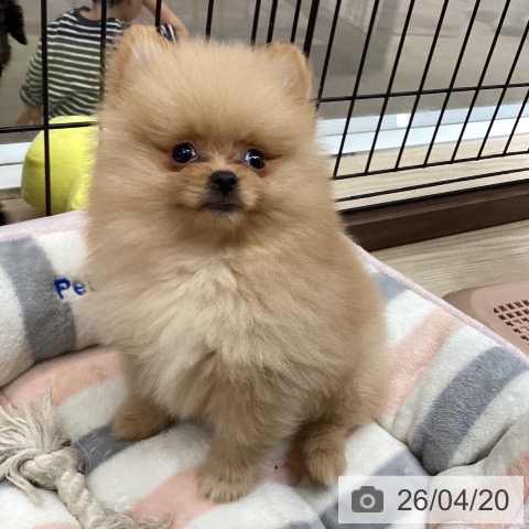 徳島県のポメラニアン (ペットプラス 徳島店/2026年2月12日生まれ/男の子/オレンジ)の子犬の4枚目の画像