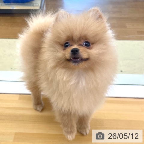 香川県のポメラニアン (ペットプラス 高松店/2026年2月12日生まれ/男の子/オレンジ)の子犬の4枚目の画像