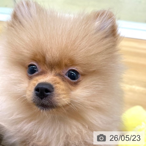 香川県のポメラニアン (ペットプラス 高松店/2026年2月12日生まれ/男の子/オレンジ)の子犬の4枚目の画像