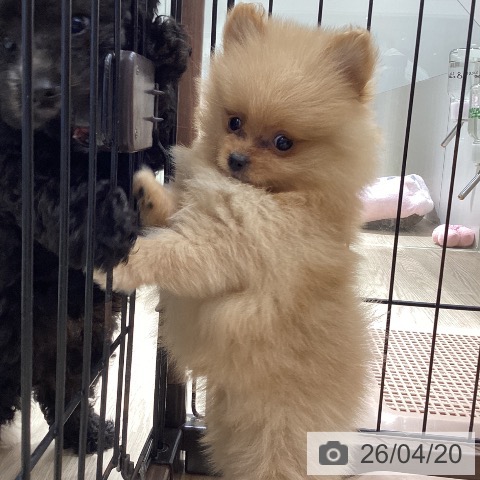 徳島県のポメラニアン (ペットプラス 徳島店/2026年2月12日生まれ/男の子/オレンジ)の子犬の3枚目の画像