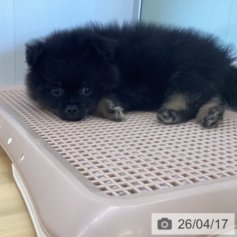 ポメラニアンの写真