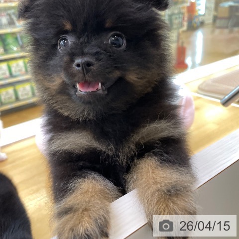 ポメラニアンの写真