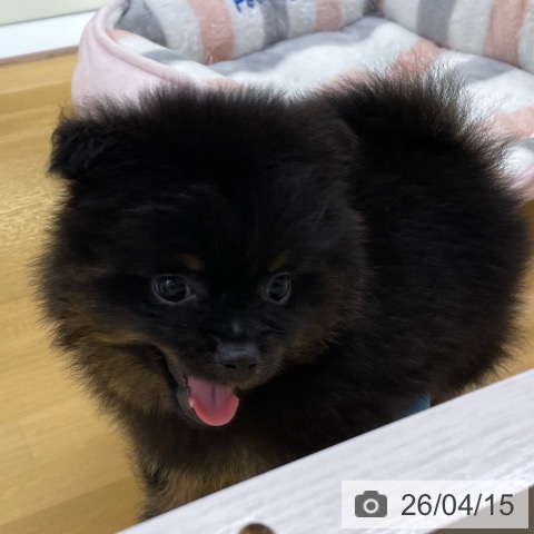 ポメラニアンの写真