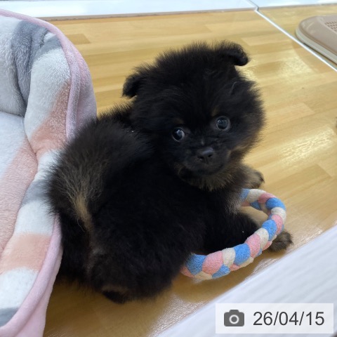 ポメラニアンの写真