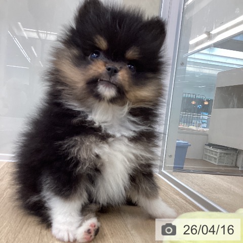 ポメラニアンの写真