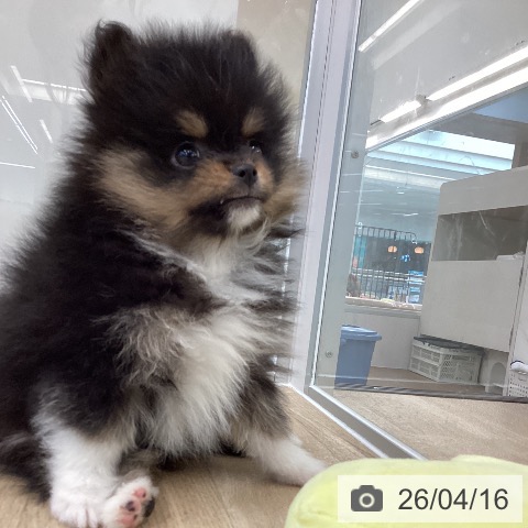 ポメラニアンの写真