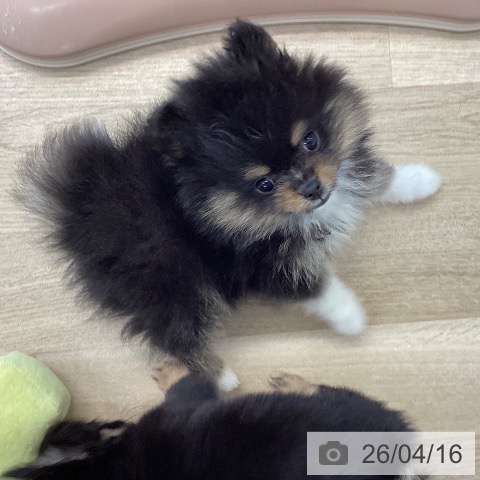ポメラニアンの写真