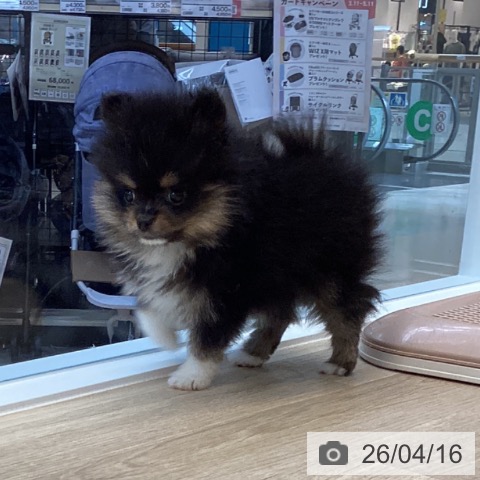 ポメラニアンの写真