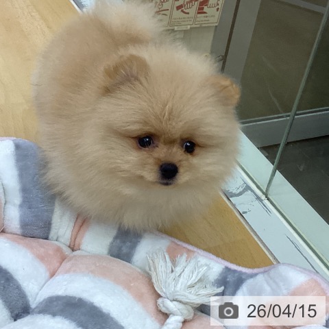 ポメラニアンの写真