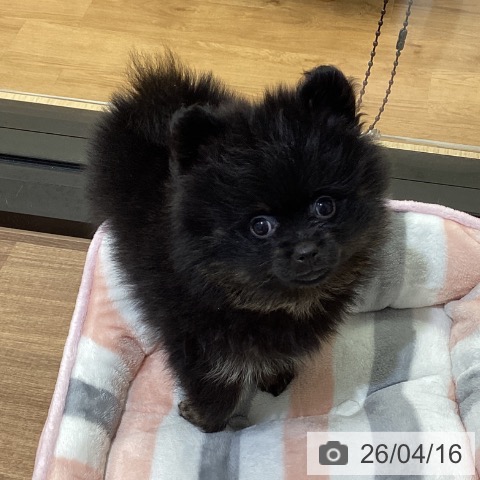 ポメラニアンの写真