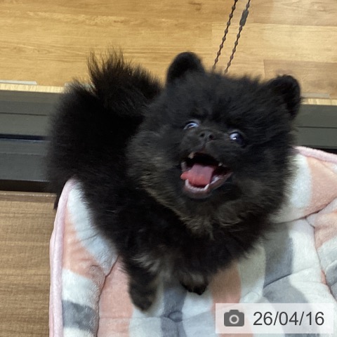 ポメラニアンの写真
