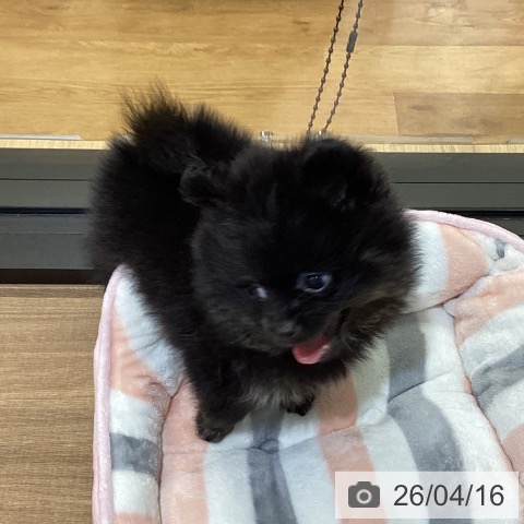 ポメラニアンの写真
