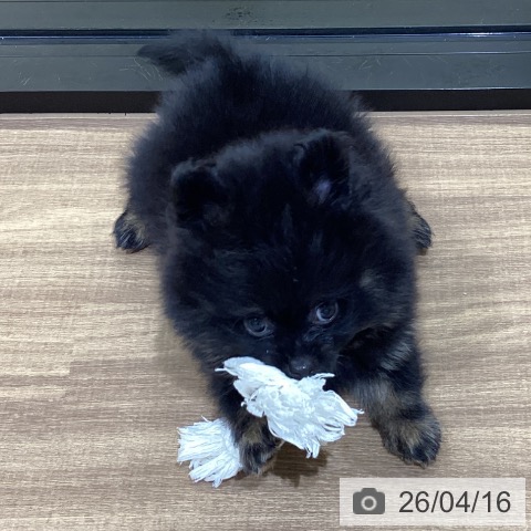 ポメラニアンの写真