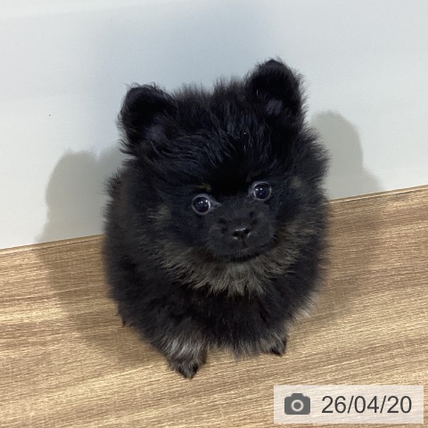 鳥取県のポメラニアン (ペッツワン 日吉津店/2026年2月12日生まれ/女の子/ブラックタン)の子犬の4枚目の画像