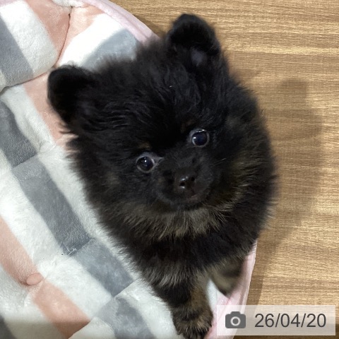 鳥取県のポメラニアン (ペッツワン 日吉津店/2026年2月12日生まれ/女の子/ブラックタン)の子犬の3枚目の画像