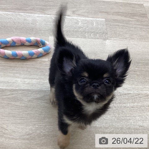 愛媛県のチワワ(ロング) (ペットプラス 新居浜店/2026年2月12日生まれ/男の子/ブラックタン)の子犬の4枚目の画像