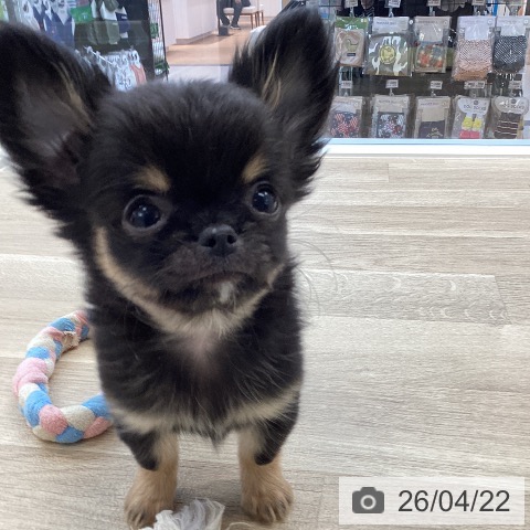 愛媛県のチワワ(ロング) (ペットプラス 新居浜店/2026年2月12日生まれ/男の子/ブラックタン)の子犬の3枚目の画像