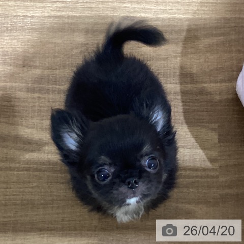 鳥取県のチワワ(ロング) (ペッツワン 日吉津店/2026年2月12日生まれ/男の子/ブラックタン)の子犬の3枚目の画像