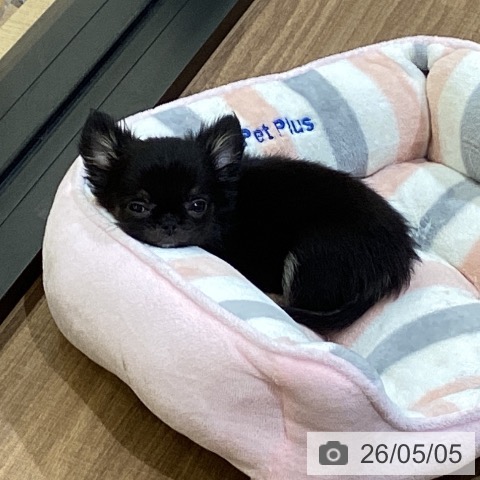 岡山県のチワワ(ロング) (ペッツワン 岡山南店/2026年2月12日生まれ/男の子/ブラックタン)の子犬の3枚目の画像