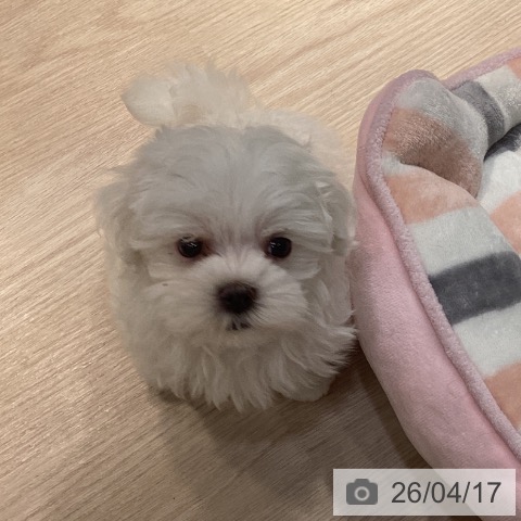 マルチーズの写真