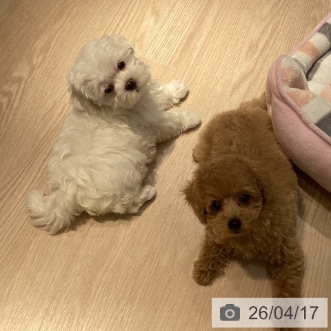 徳島県のマルチーズ (ペットプラス 徳島店/2026年2月13日生まれ/男の子/ホワイト)の子犬の3枚目の画像