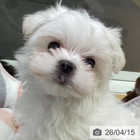 マルチーズの写真