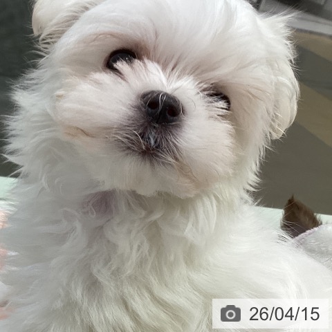 マルチーズの写真