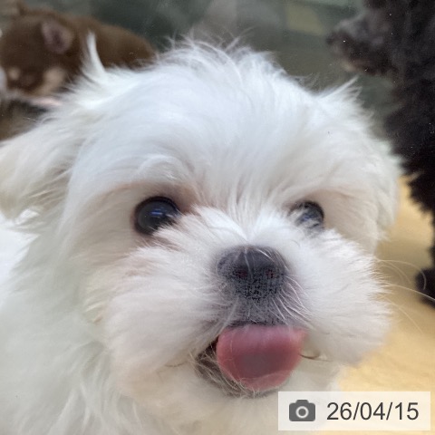 マルチーズの写真
