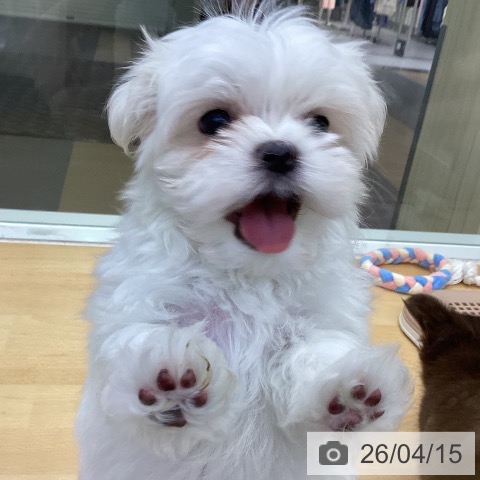 マルチーズの写真