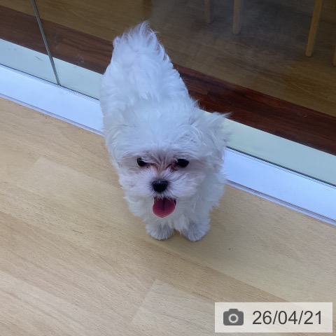香川県のマルチーズ (ペットプラス 綾川店/2026年2月13日生まれ/男の子/ホワイト)の子犬の4枚目の画像