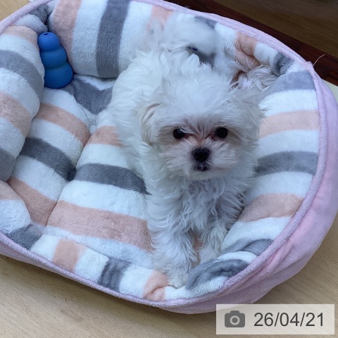 香川県のマルチーズ (ペットプラス 綾川店/2026年2月13日生まれ/男の子/ホワイト)の子犬の3枚目の画像