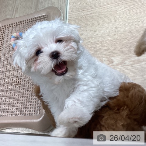 徳島県のマルチーズ (ペットプラス 徳島店/2026年2月13日生まれ/女の子/ホワイト)の子犬の4枚目の画像