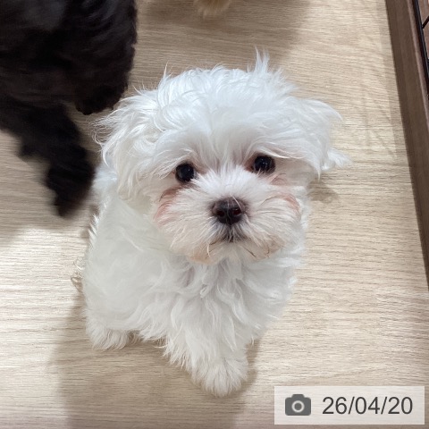 徳島県のマルチーズ (ペットプラス 徳島店/2026年2月13日生まれ/女の子/ホワイト)の子犬の3枚目の画像