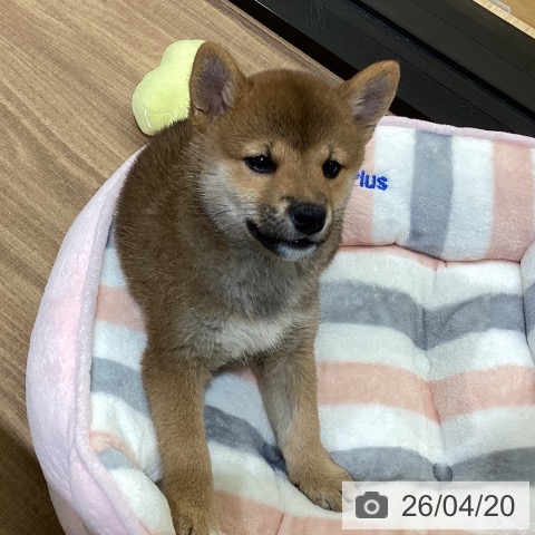 鳥取県の柴犬(標準サイズ) (ペッツワン 日吉津店/2026年2月13日生まれ/女の子/赤)の子犬の4枚目の画像