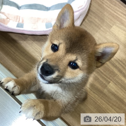 鳥取県の柴犬(標準サイズ) (ペッツワン 日吉津店/2026年2月13日生まれ/女の子/赤)の子犬の3枚目の画像