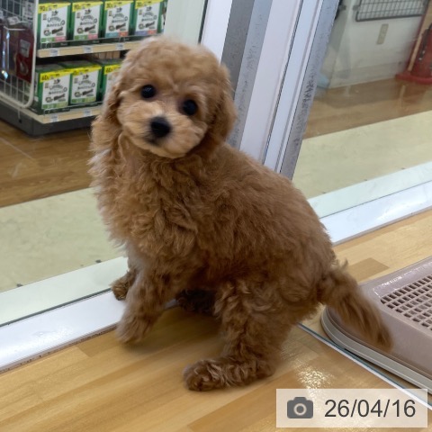 トイ・プードルの写真