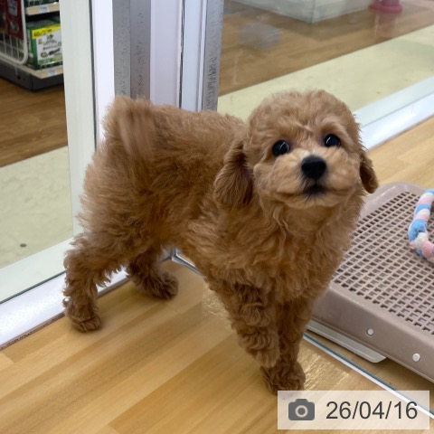 トイ・プードルの写真