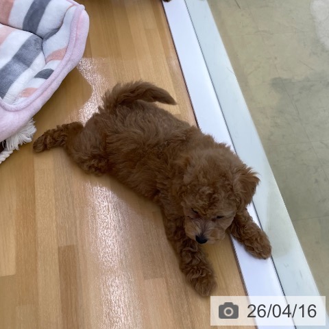 トイ・プードルの写真