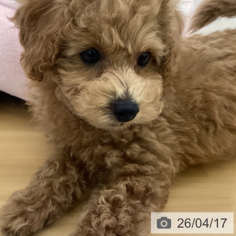 トイ・プードルの写真