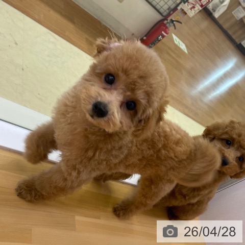 香川県のトイプードル(トイ) (ペットプラス 高松店/2026年2月7日生まれ/男の子/オレンジフォーン)の子犬の3枚目の画像