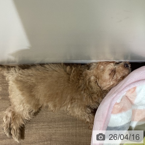 トイ・プードルの写真