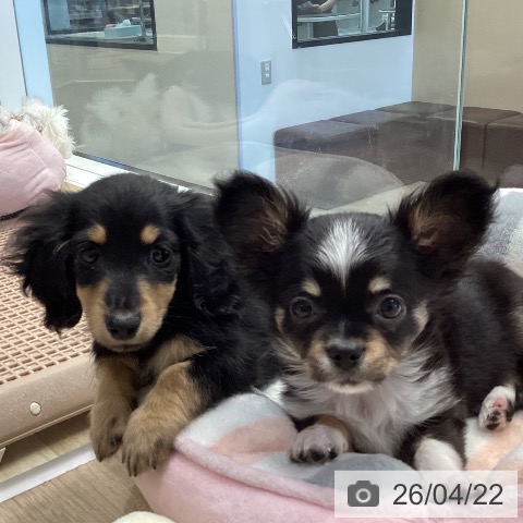 神奈川県のカニンヘンダックスフンド(ロング) (ペットプラス 座間店/2026年2月11日生まれ/男の子/ブラックタン)の子犬の4枚目の画像